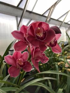Cymbidium Ayres Rock