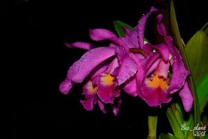 Cattleya Mantinii