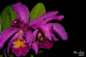 Cattleya Mantinii