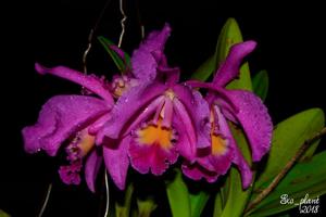 Cattleya Mantinii