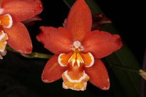 Oncidium Firecracker