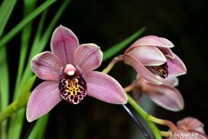 Cymbidium Odd Rod