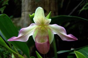 Phragmipedium sedenii