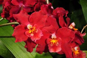 Oncidium Feuerglut