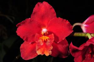 Oncidium Feuerglut