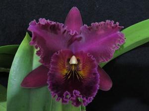 Rhyncholaeliocattleya Chia Lin