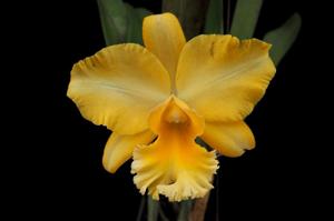 Rhyncholaeliocattleya Malworth