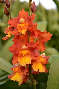 Oncostele Hilo Firecracker