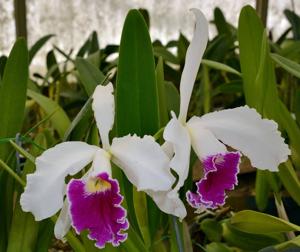 Cattleya Canhamiana