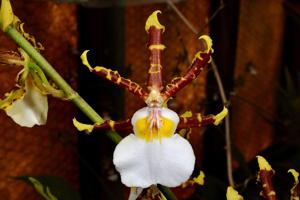 Oncidium Wild Willie