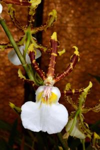 Oncidium Wild Willie