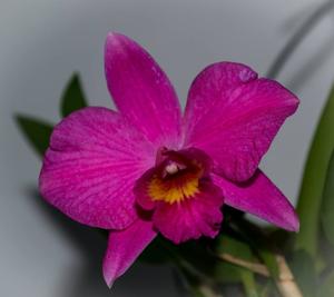 Cattleya Pink Diamond