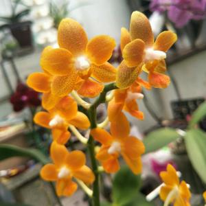 Phalaenopsis Chienlung Little Orange