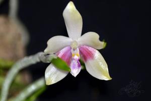 Phalaenopsis Wattebausch