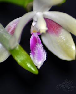 Phalaenopsis Wattebausch