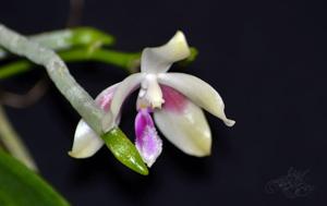 Phalaenopsis Wattebausch