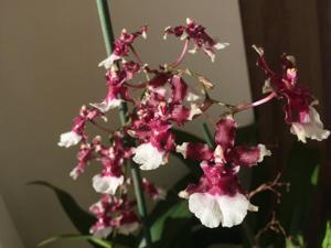 Oncidium Heaven Scent