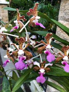 Vanda Ambrosian Discovery