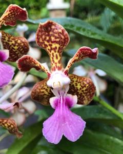 Vanda Ambrosian Discovery