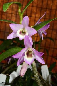 Dendrobium Angel Kisses