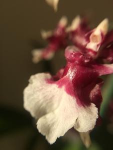 Oncidium Heaven Scent