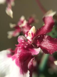 Oncidium Heaven Scent