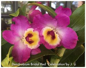 Dendrobium Bridal Red