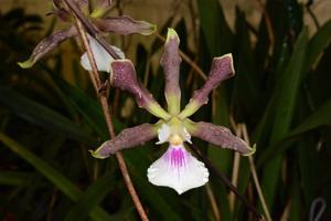 Encyclia Rioclarense