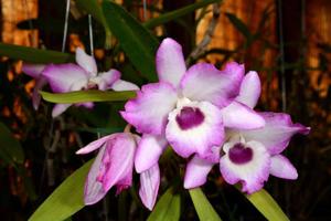 Dendrobium Super Ise-Ise