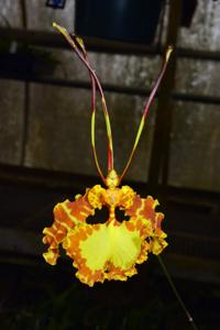 Psychopsis Butterfly