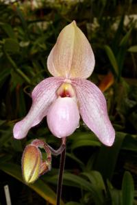 Paphiopedilum Cloud's Pink Parfait