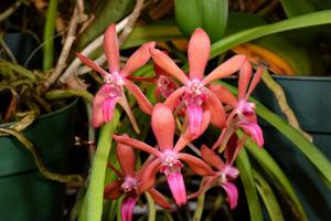 Vanda Newberry Apricot