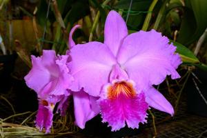 Cattleya Good Friend