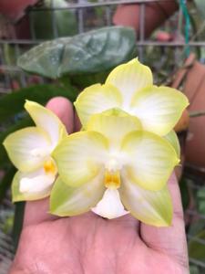 Phalaenopsis Chang Maw Jade