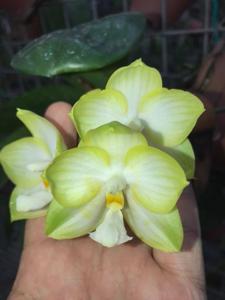 Phalaenopsis Chang Maw Jade