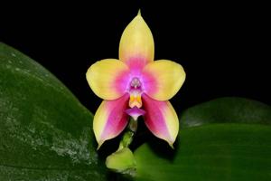 Phalaenopsis LD Bellina Eagle