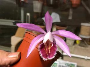 Pleione Wharfedale