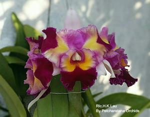 Rhyncholaeliocattleya H. K. Lau