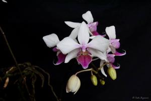 Phalaenopsis Intermedia