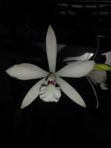 Encylaelia Sweet Fantasy Utuado