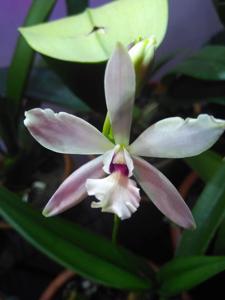 Encylaelia Sweet Fantasy Utuado