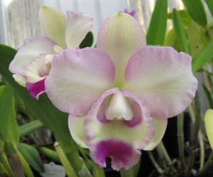 Rhyncholaeliocattleya Coconut Ice