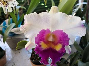 Rhyncholaeliocattleya Nan Irene Wallis