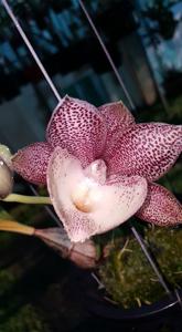 <i>Clowesetum</i> Pierre Couret-Jamie Lawson XOXO