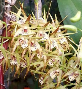 Dendrobium Hilda Poxon