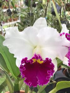 Cattleya Chyong Guu Swan