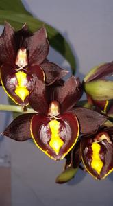 Catasetum Jumbo Pearl