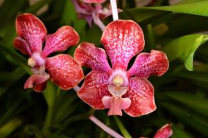 Vanda Merrill Sum Wah