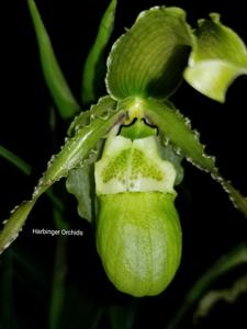 Phragmipedium Taras