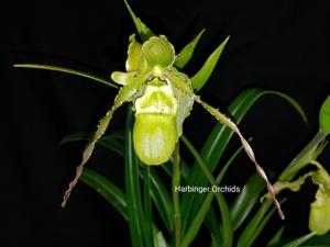 Phragmipedium Taras